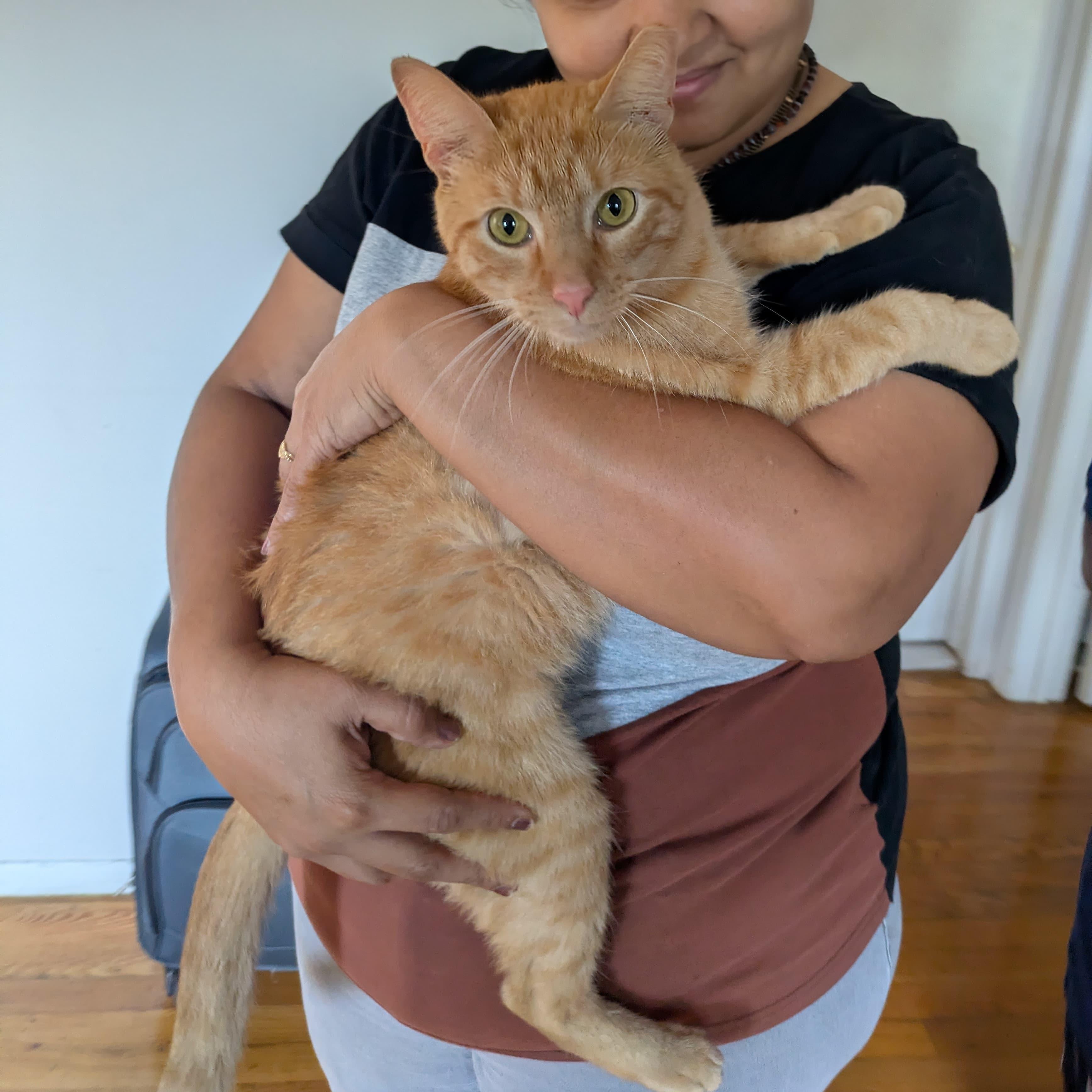 Enlarge Target, a Adoptable American Shorthair in Highland Park, NJ image 2/3
