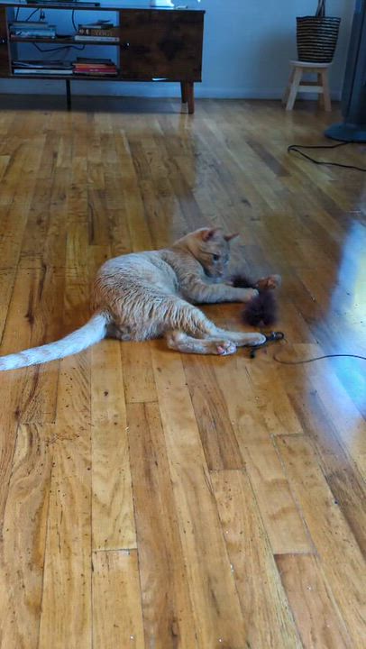Enlarge Target, a Adoptable American Shorthair in Highland Park, NJ video 3/3