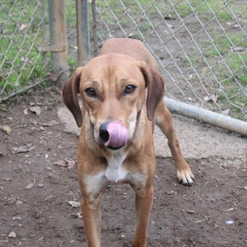 Lady, Adoptable, Adult Female Hound.
