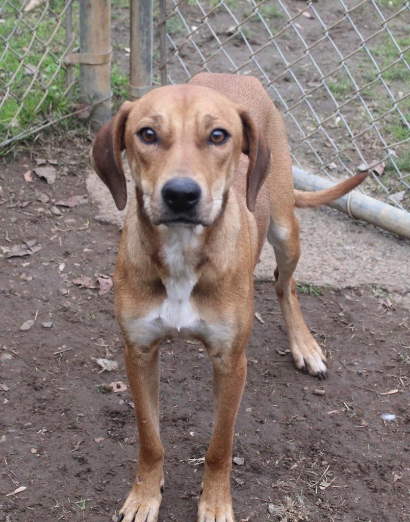 Lady, Adoptable, Adult Female Hound.