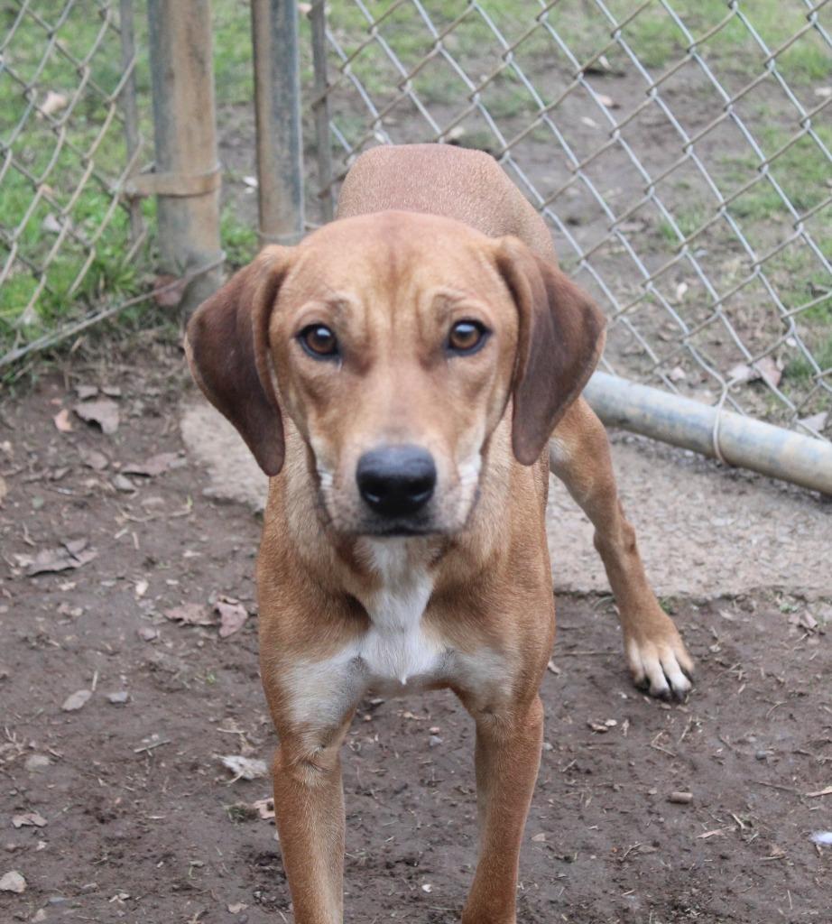 Enlarge Lady, a Adoptable Hound in Benton, AR image 2/4