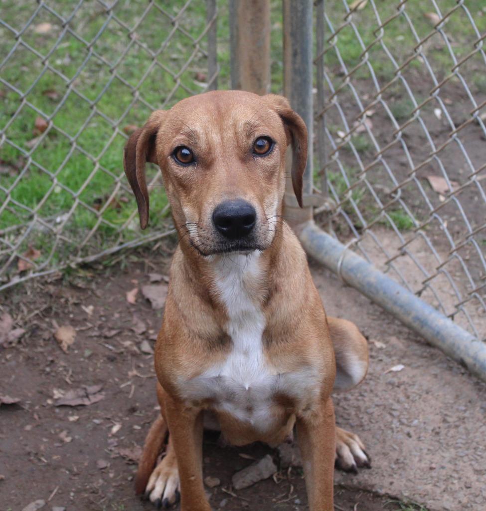 Enlarge Lady, a Adoptable Hound in Benton, AR image 3/4