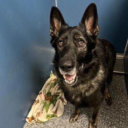Enlarge Rodney, a Adoptable mixed breed in Dubuque, IA image 1/1