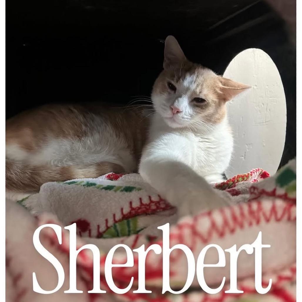 Enlarge Sherbet, a Adoptable Domestic Short Hair in Desert Hot Springs, CA image 1/1