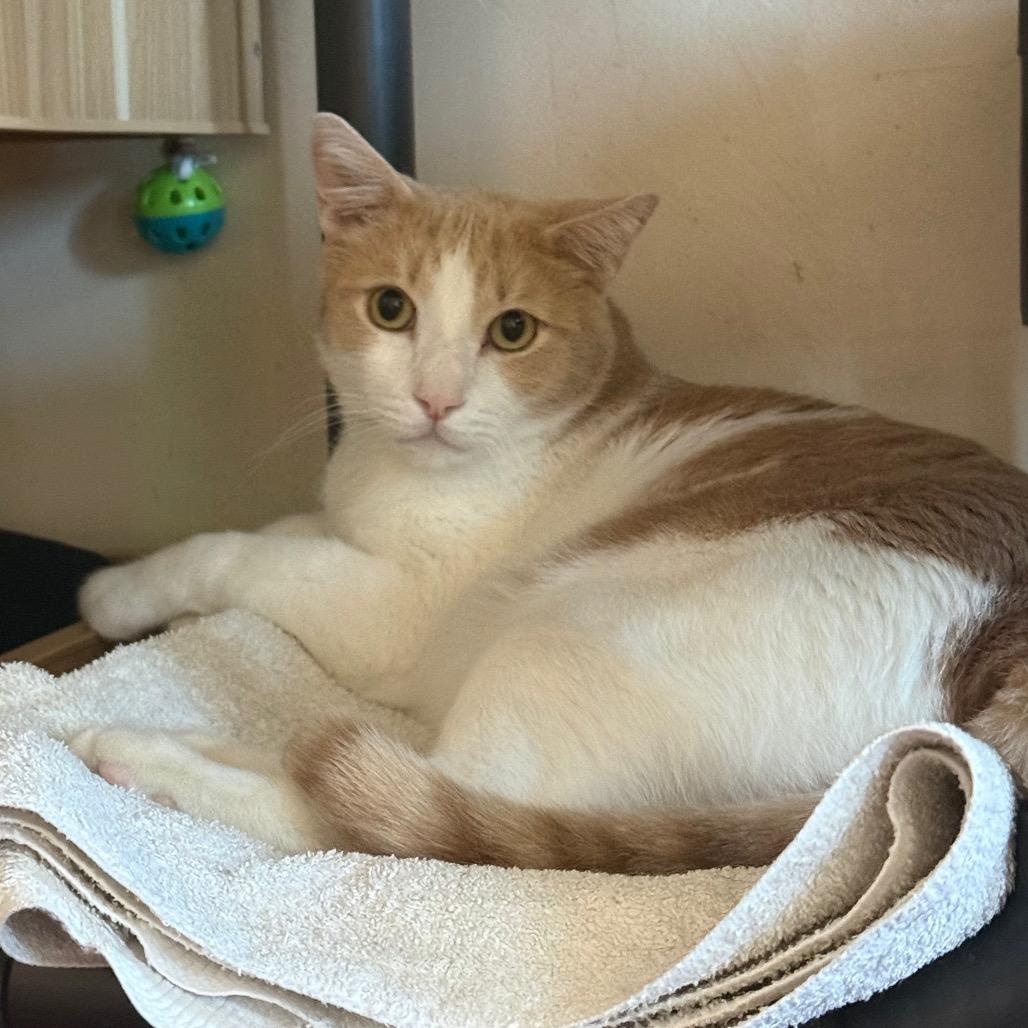 Enlarge Sherbet, a Adoptable Domestic Short Hair in Desert Hot Springs, CA image 2/2