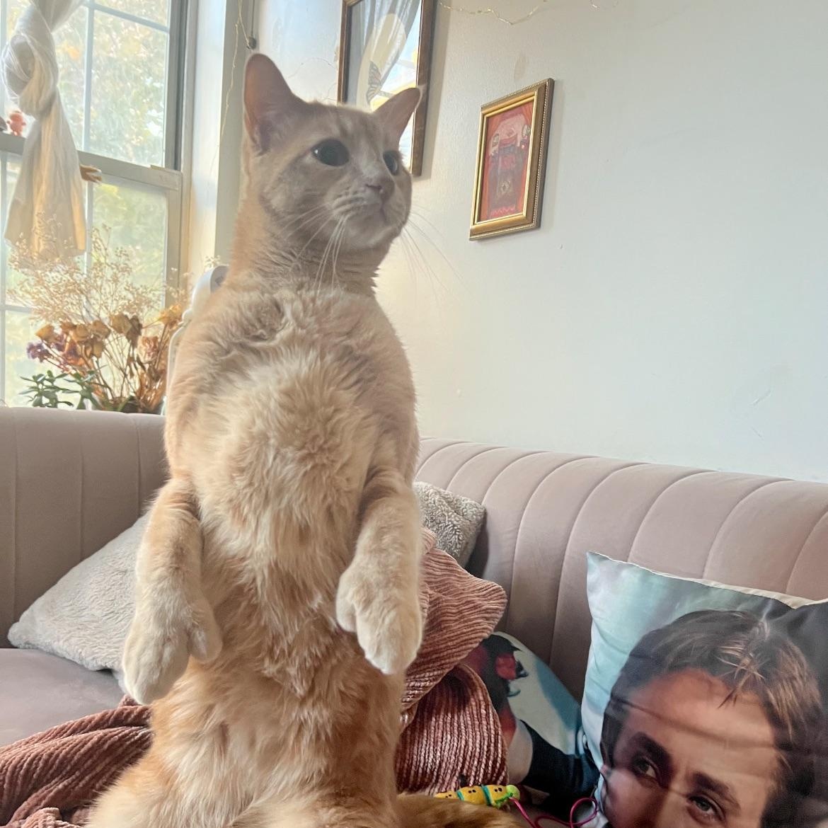 Dexter, Adoptable, Adult Male Domestic Short Hair.