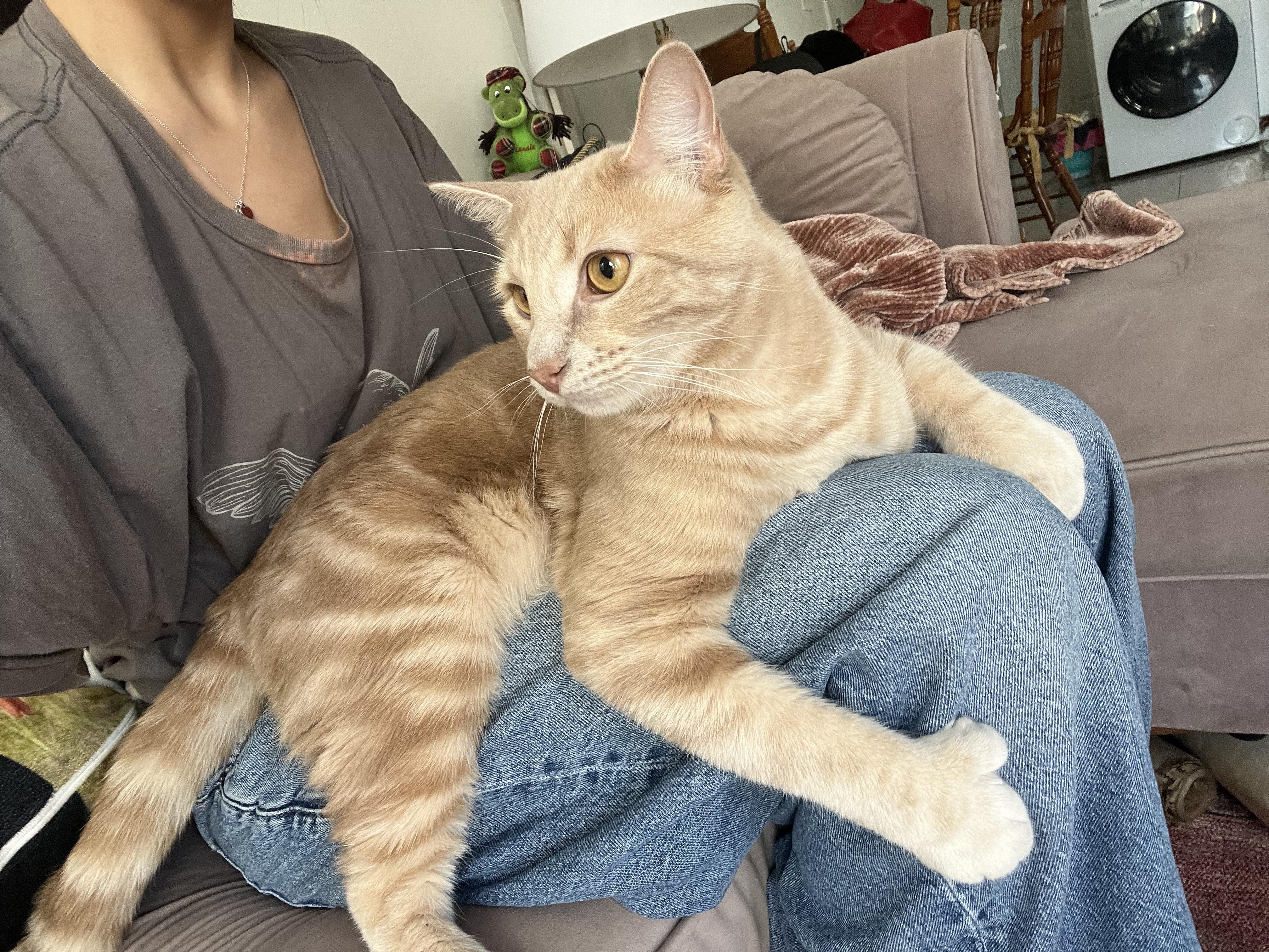 Enlarge Dexter, an adopted Domestic Short Hair in Brooklyn, NY image 2/6