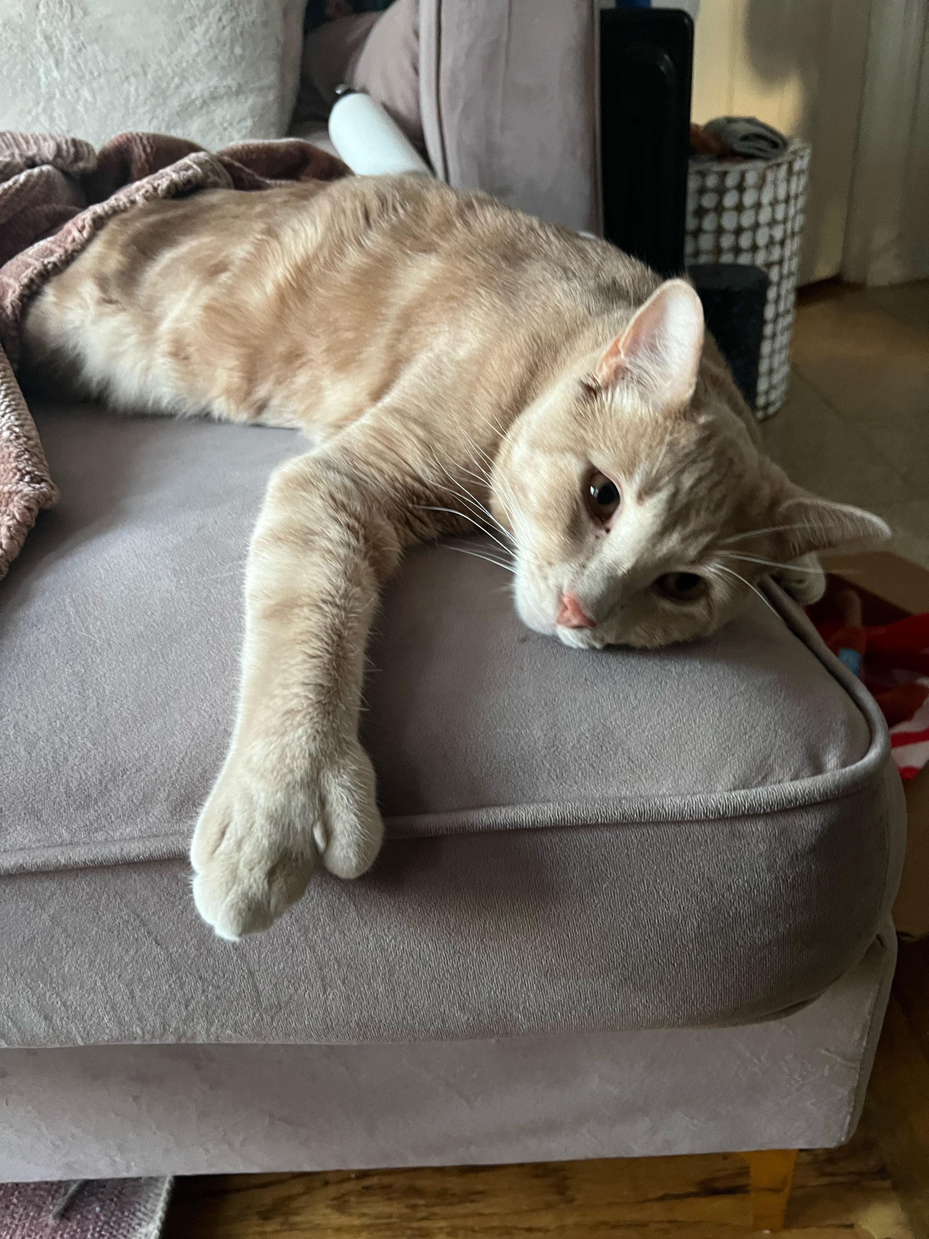 Dexter, a Adoptable Domestic Short Hair in Brooklyn, NY image 2/6