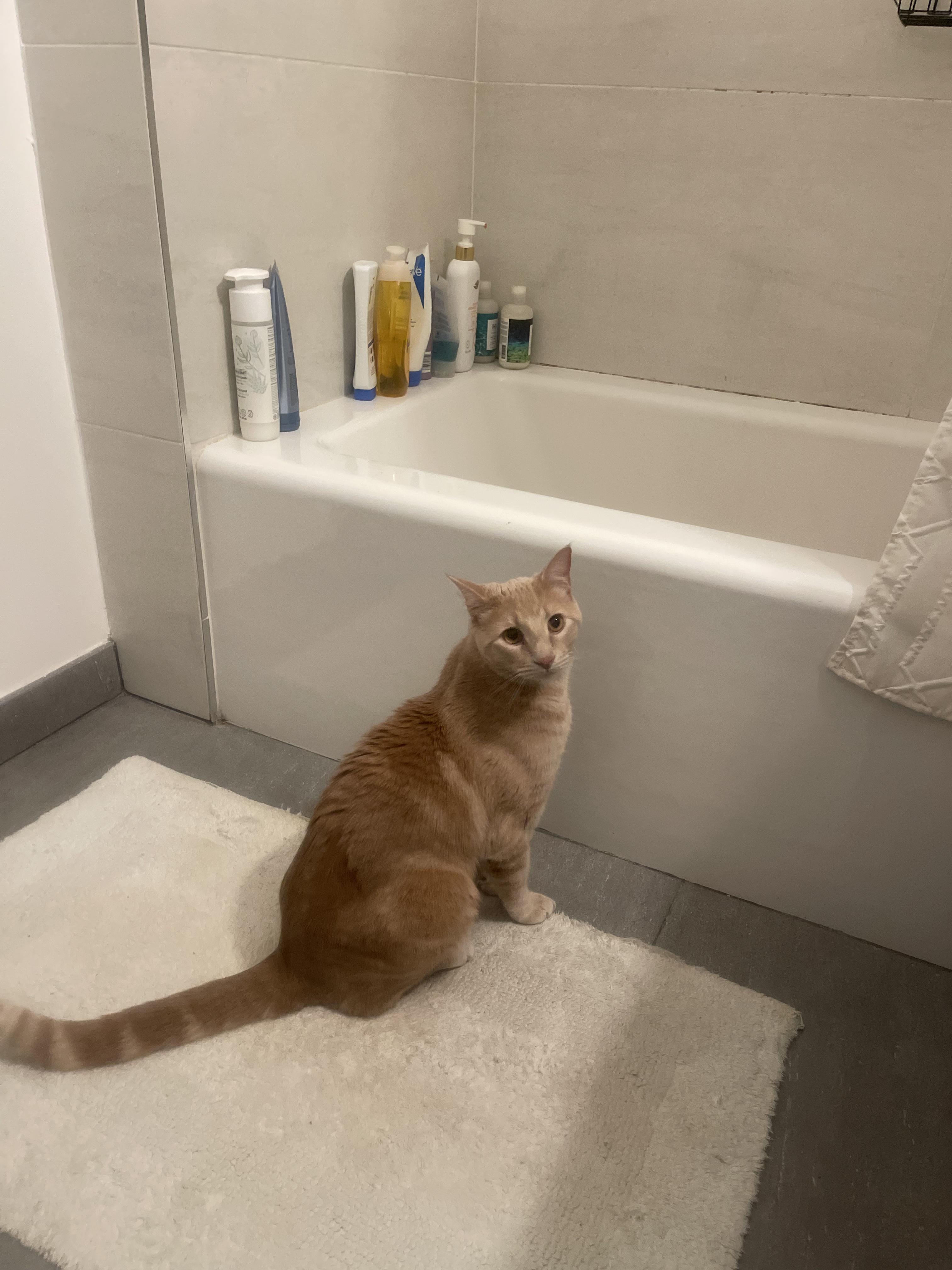 Enlarge Dexter, an adopted Domestic Short Hair in Brooklyn, NY image 5/6