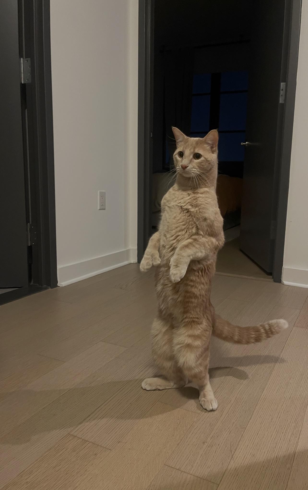 Enlarge Dexter, an adopted Domestic Short Hair in Brooklyn, NY image 6/6