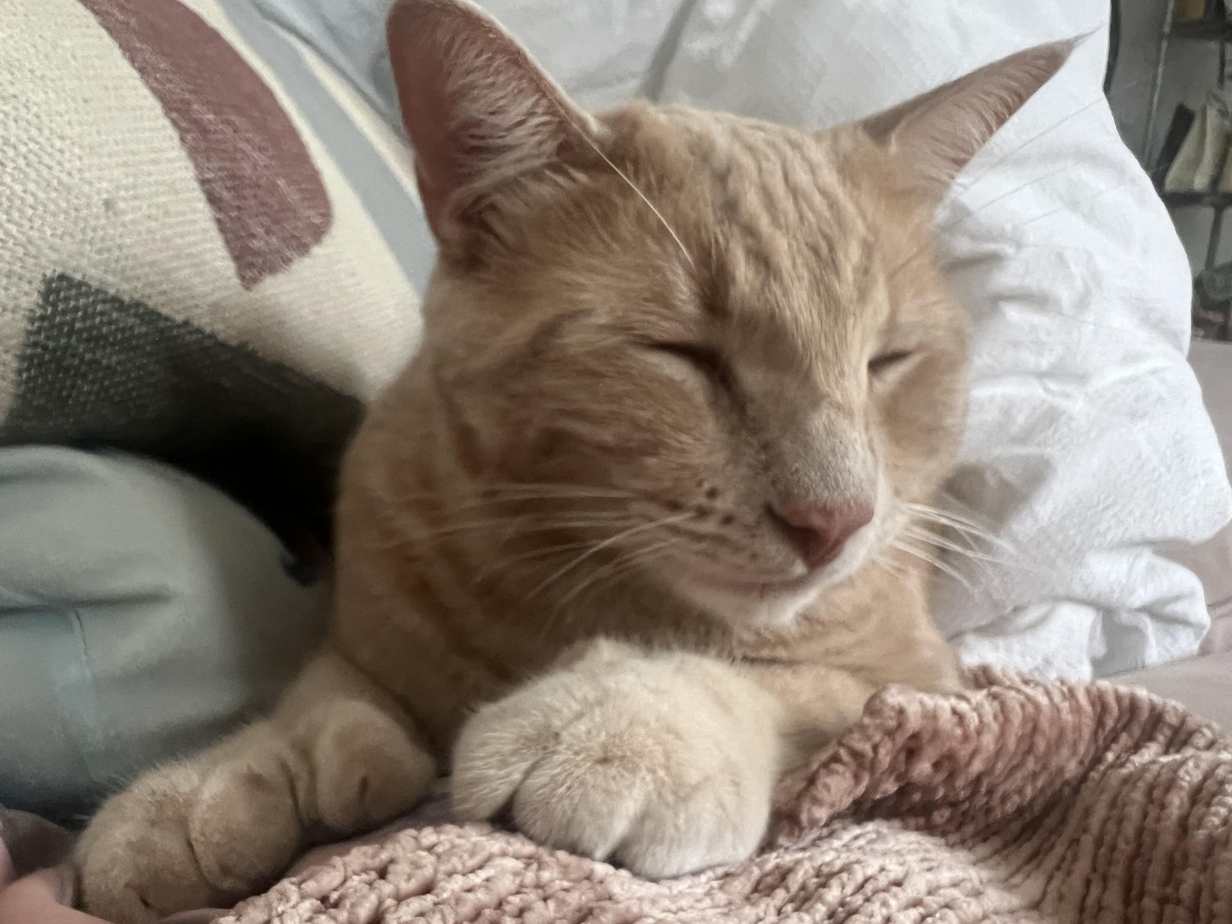 Dexter, a Adoptable Domestic Short Hair in Brooklyn, NY image 4/6