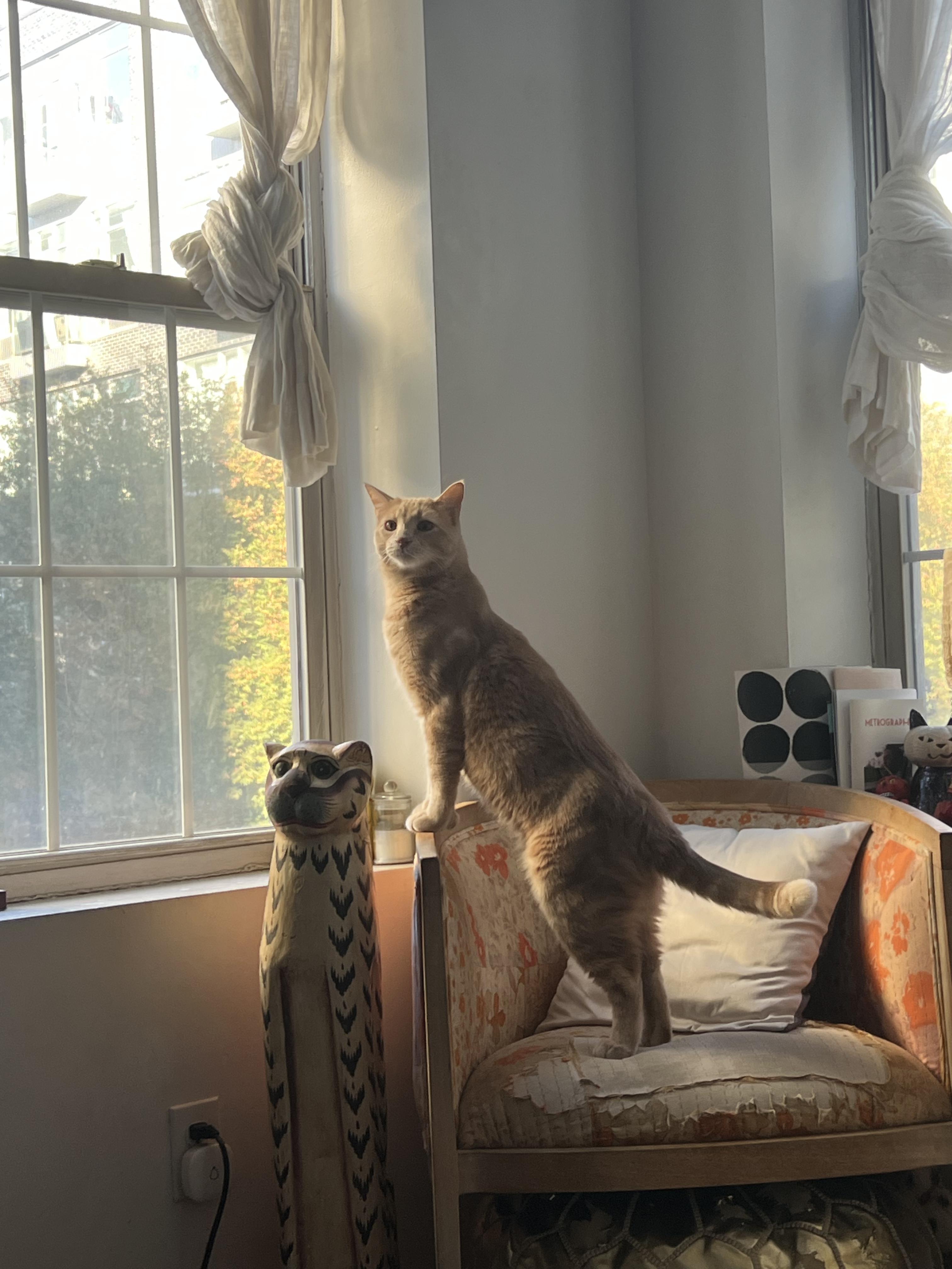 Dexter, a Adoptable Domestic Short Hair in Brooklyn, NY image 3/6