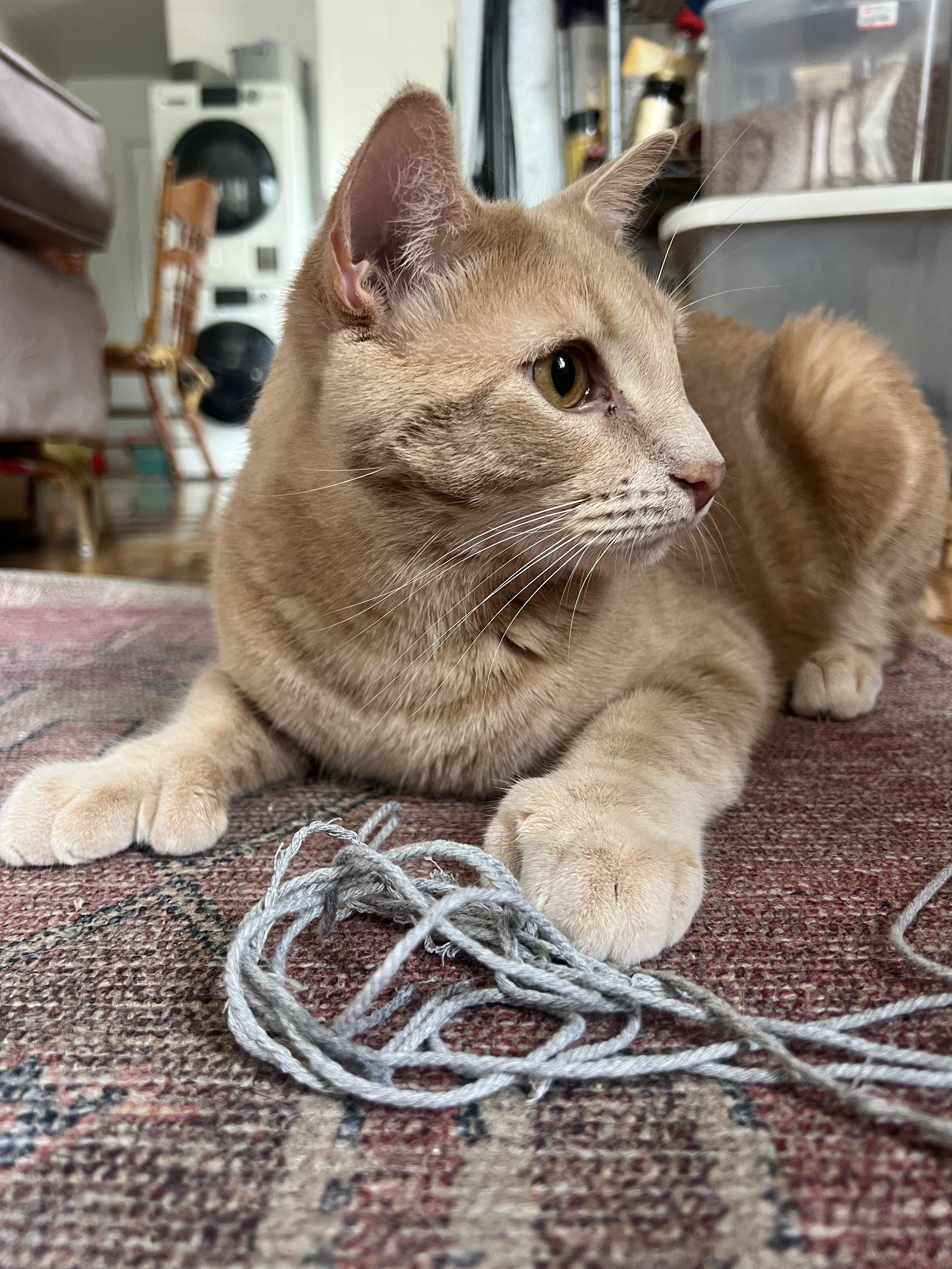 Dexter, a Adoptable Domestic Short Hair in Brooklyn, NY image 5/6