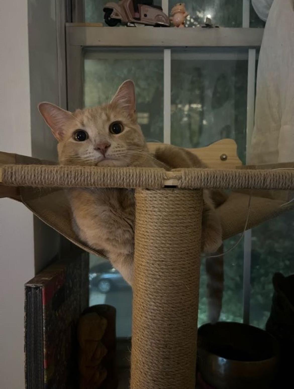 Dexter, a Adoptable Domestic Short Hair in Brooklyn, NY image 6/6