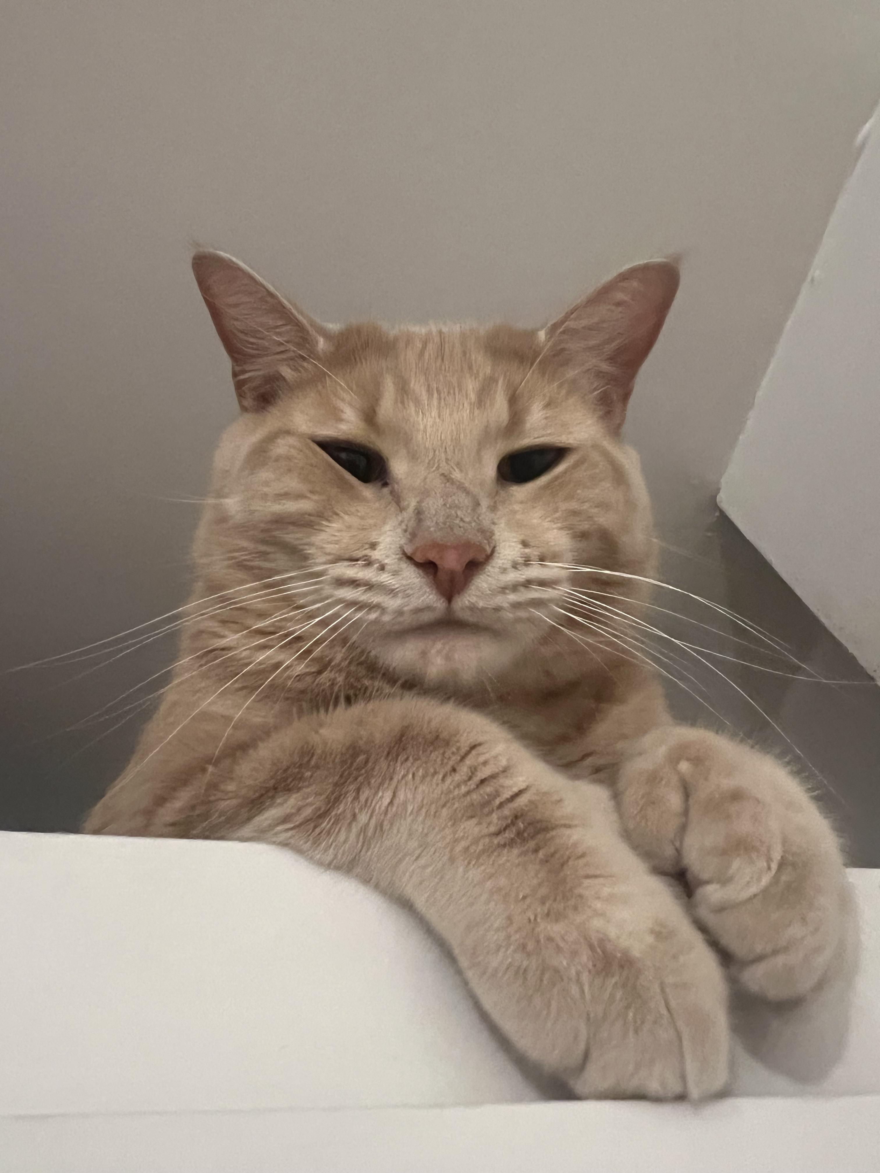 Dexter, Adoptable, Adult Male Domestic Short Hair.