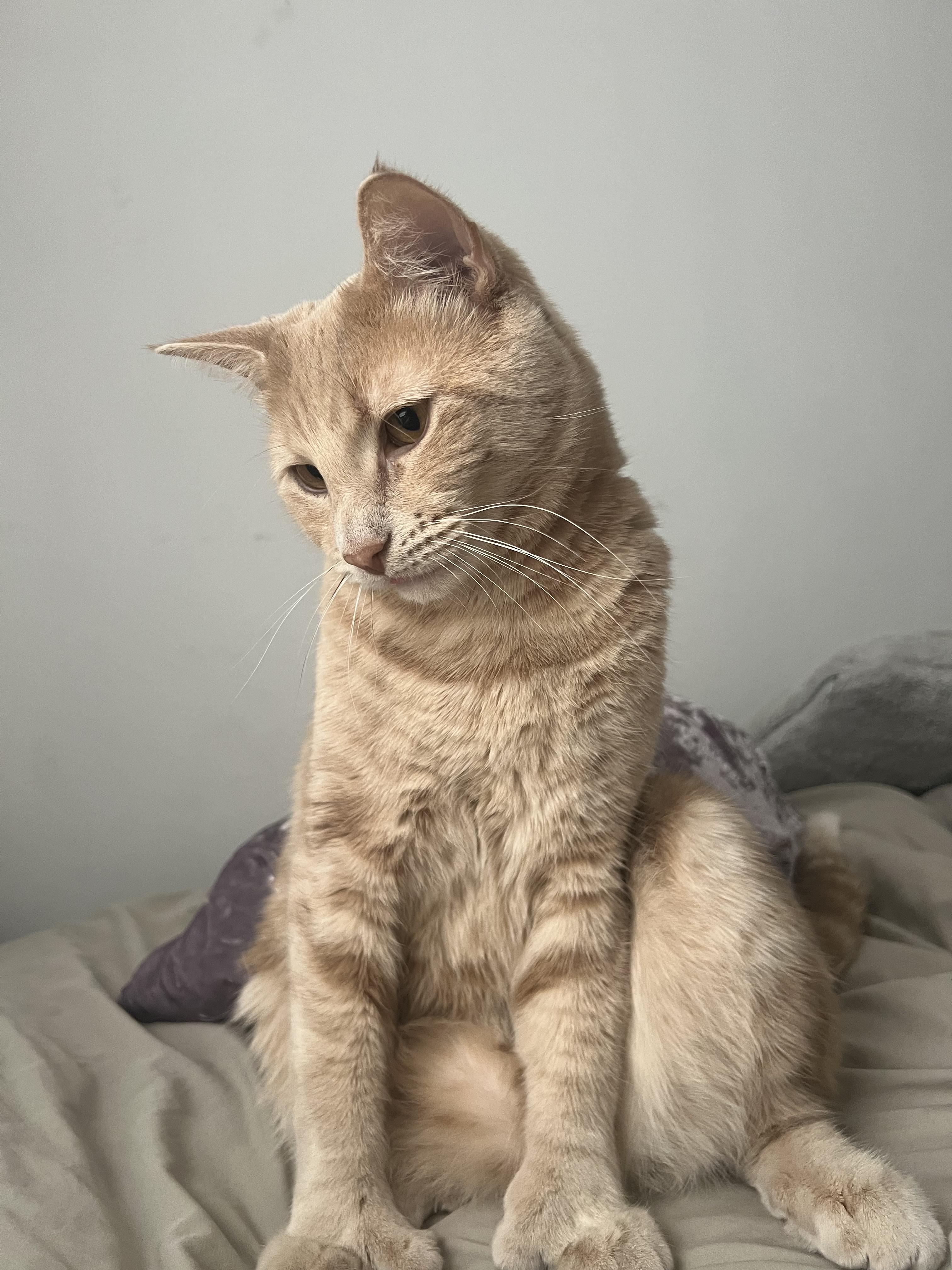 Enlarge Dexter, an adopted Domestic Short Hair in Brooklyn, NY image 4/6