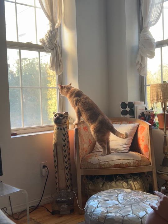 Enlarge Dexter, an adopted Domestic Short Hair in Brooklyn, NY video 3/6