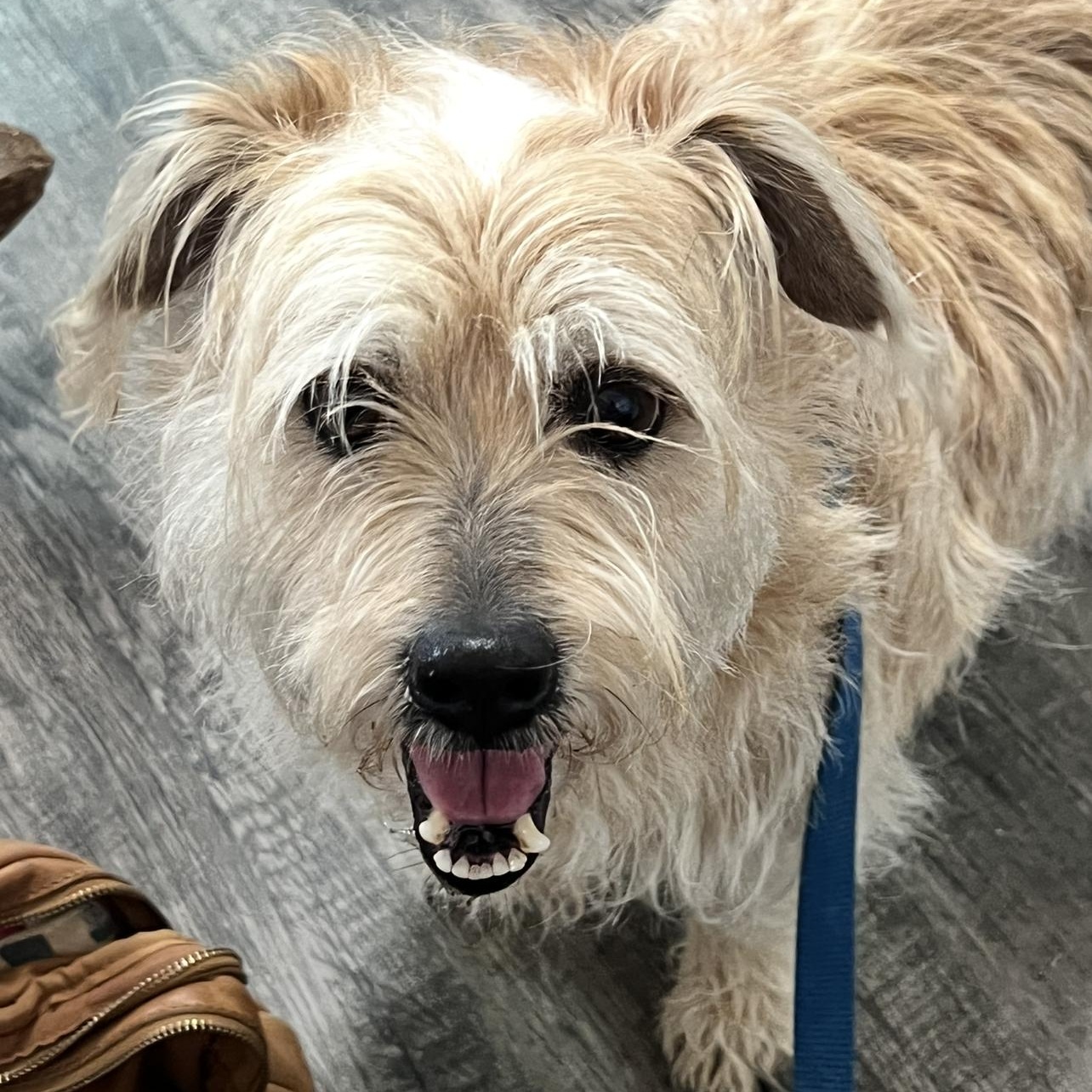 Biscuit, Adoptable, Adult Male Wirehaired Terrier.