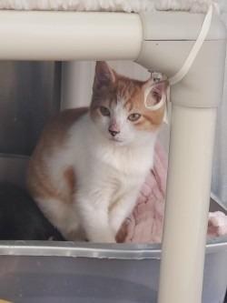 Enlarge Chile, a Adoptable mixed breed in Sunnyvale, TX image 1/1