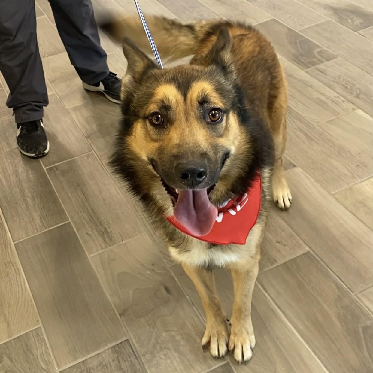 Cane, ADOPTABLE, Adult Male Collie & Shepherd.