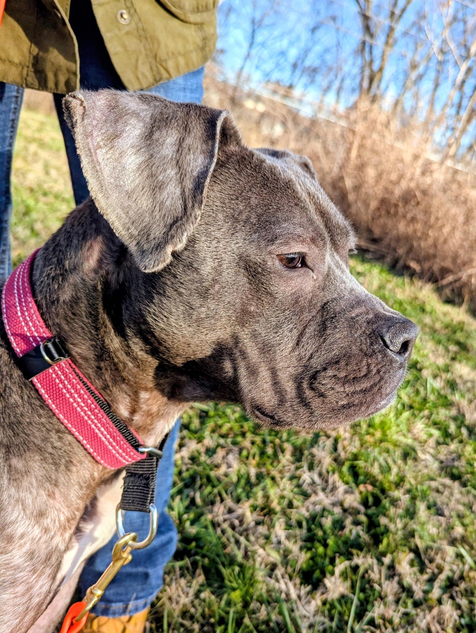 Enlarge Blueberry, an adopted mixed breed in Pennington, NJ image 1/6