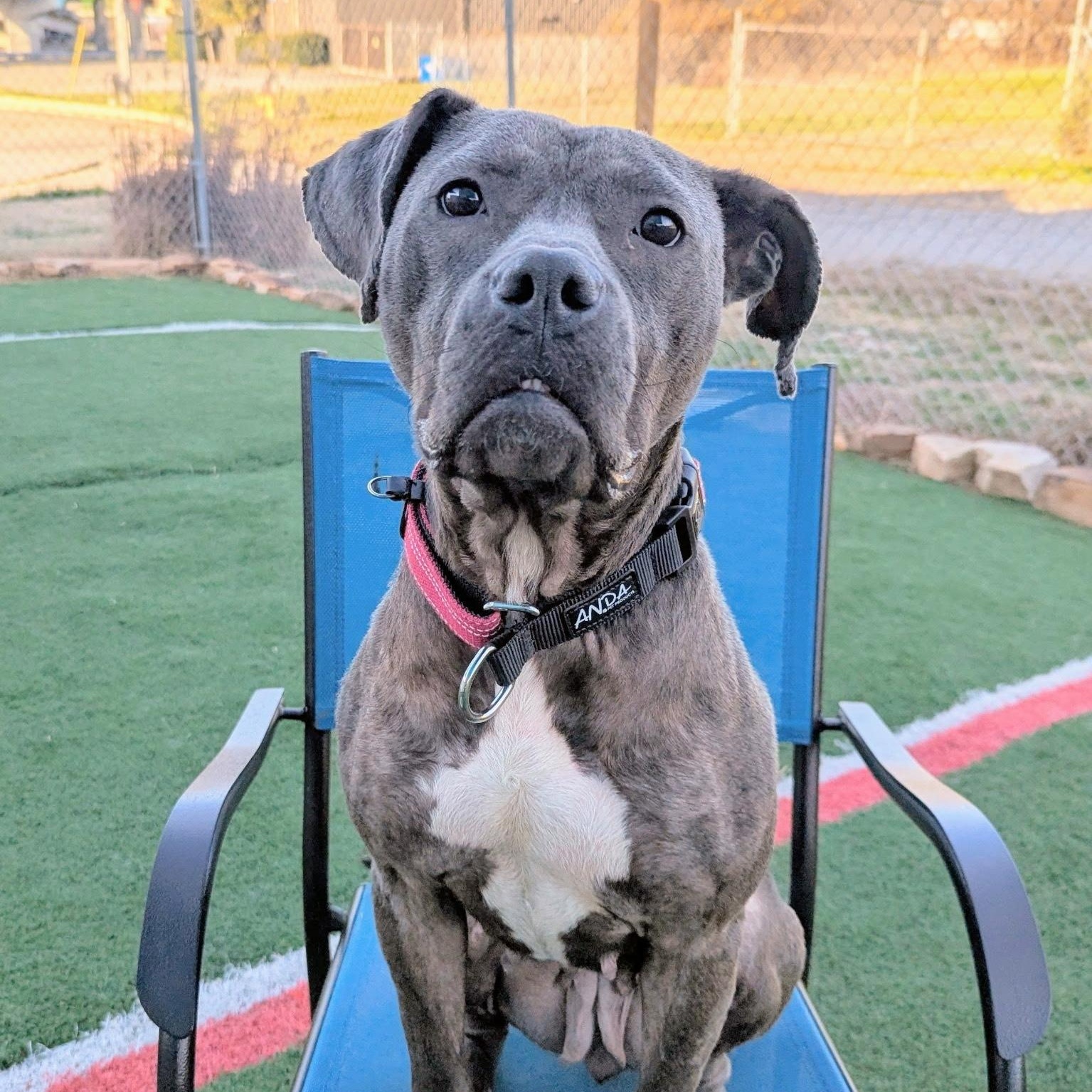 Enlarge Blueberry, an adopted mixed breed in Pennington, NJ image 3/6