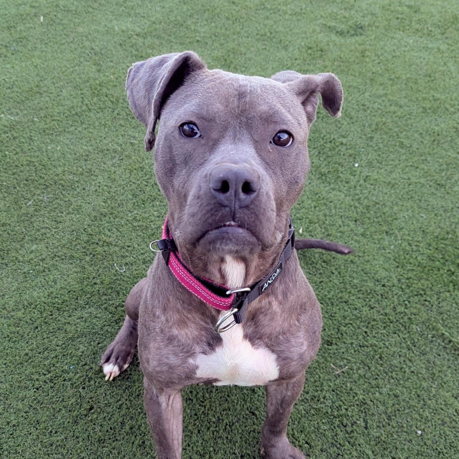 Enlarge Blueberry, an adopted mixed breed in Pennington, NJ image 4/6