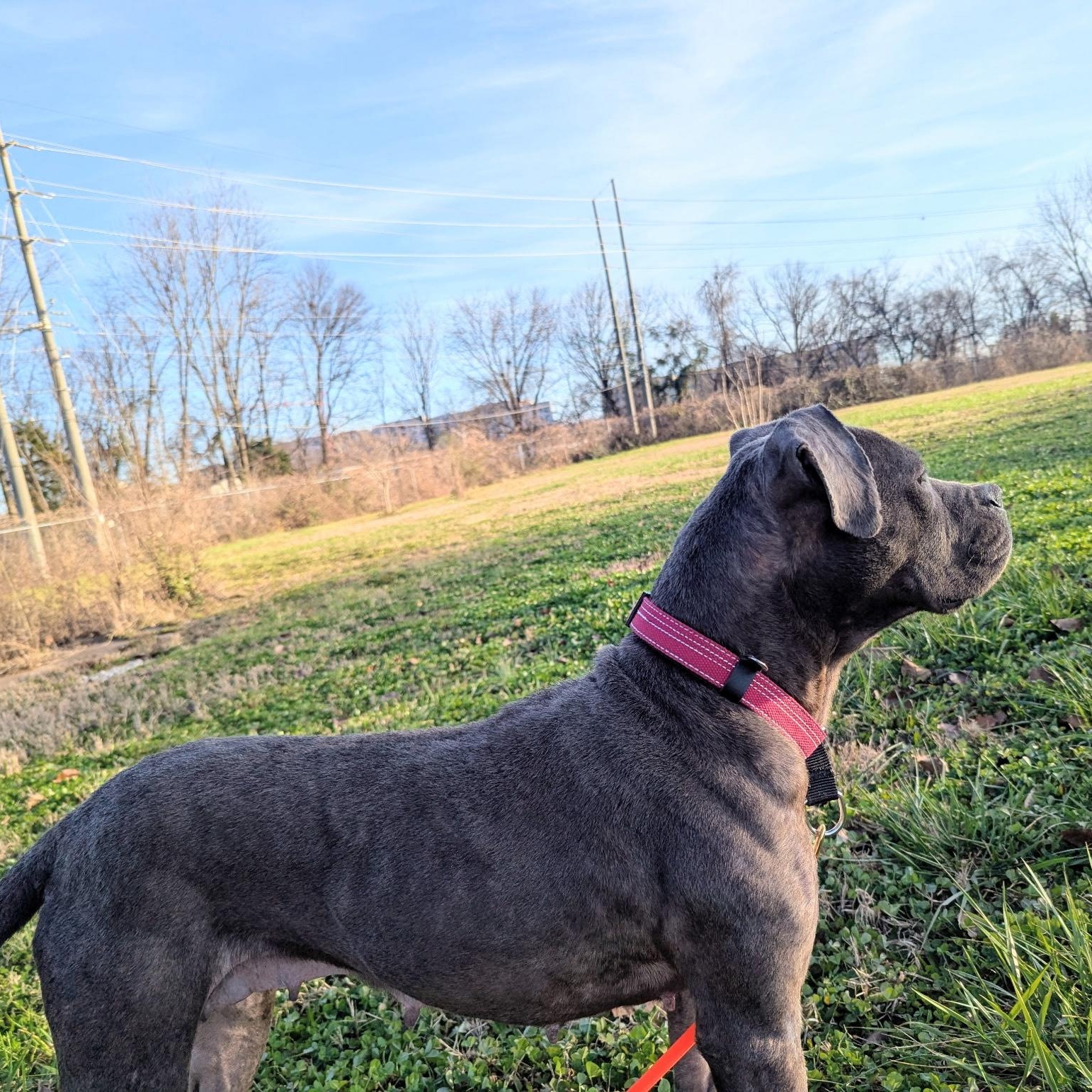 Enlarge Blueberry, an adopted mixed breed in Pennington, NJ image 5/6