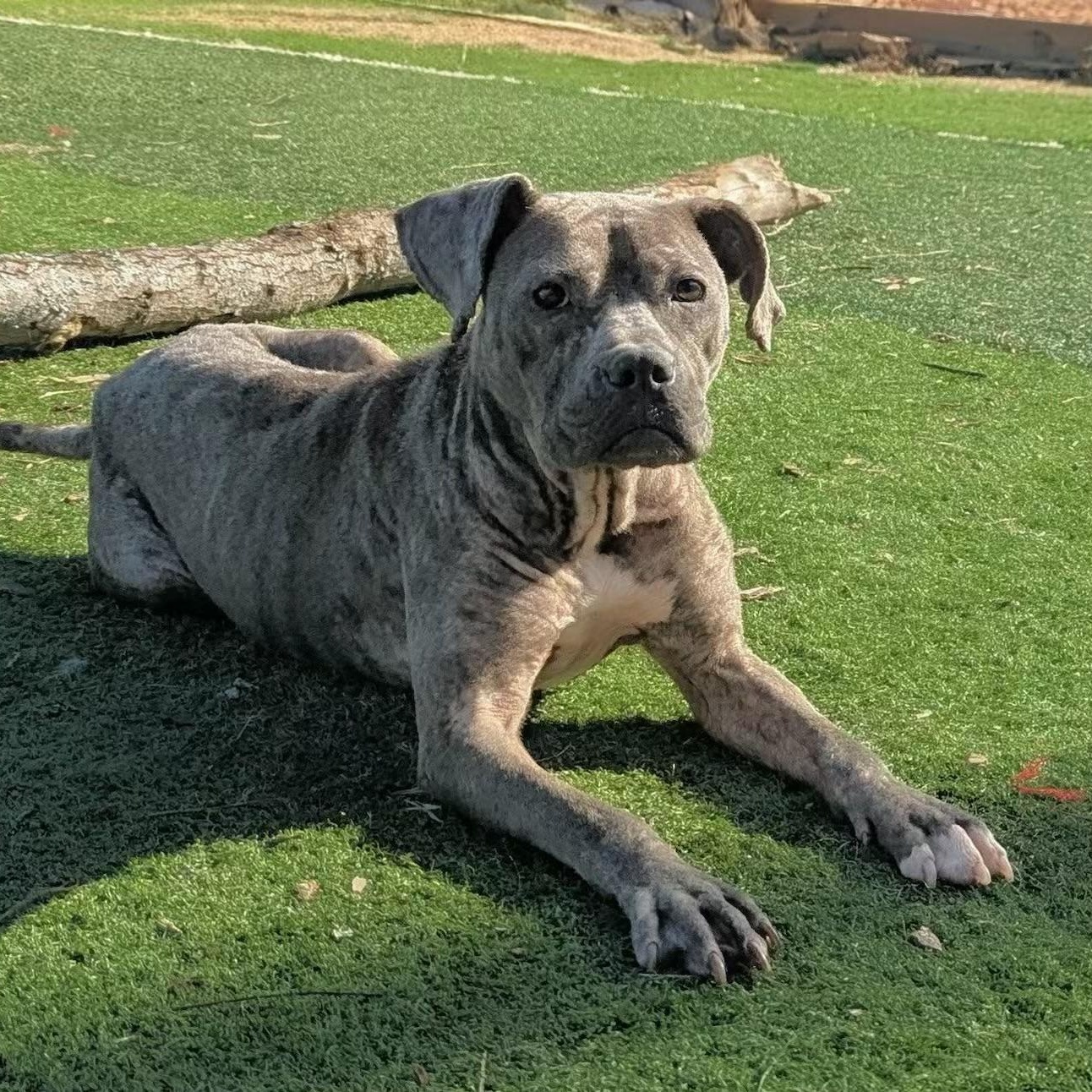 Enlarge Blueberry, an adopted mixed breed in Pennington, NJ image 2/6