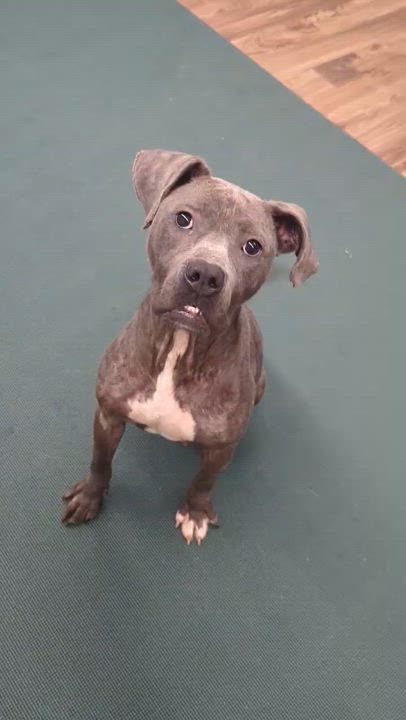 Enlarge Blueberry, an adopted mixed breed in Pennington, NJ video 6/6