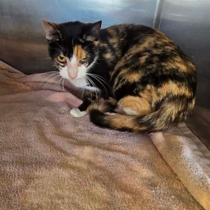 Cleopatria Cat OS AZ, a Adoptable Domestic Short Hair in Las Vegas, NV image 1/2