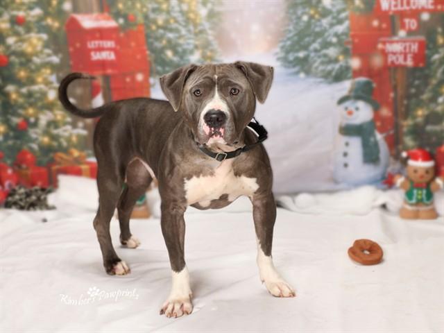 NICO, Adoptable, Young Male American Bulldog & Mixed Breed.