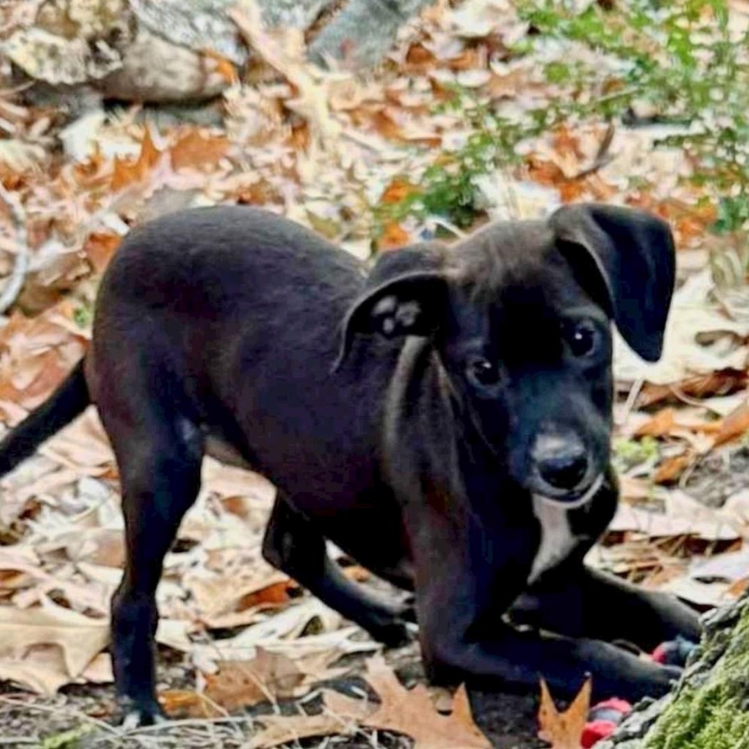Olaf, a ADOPTABLE mixed breed in Cedarburg, WI image 2/6