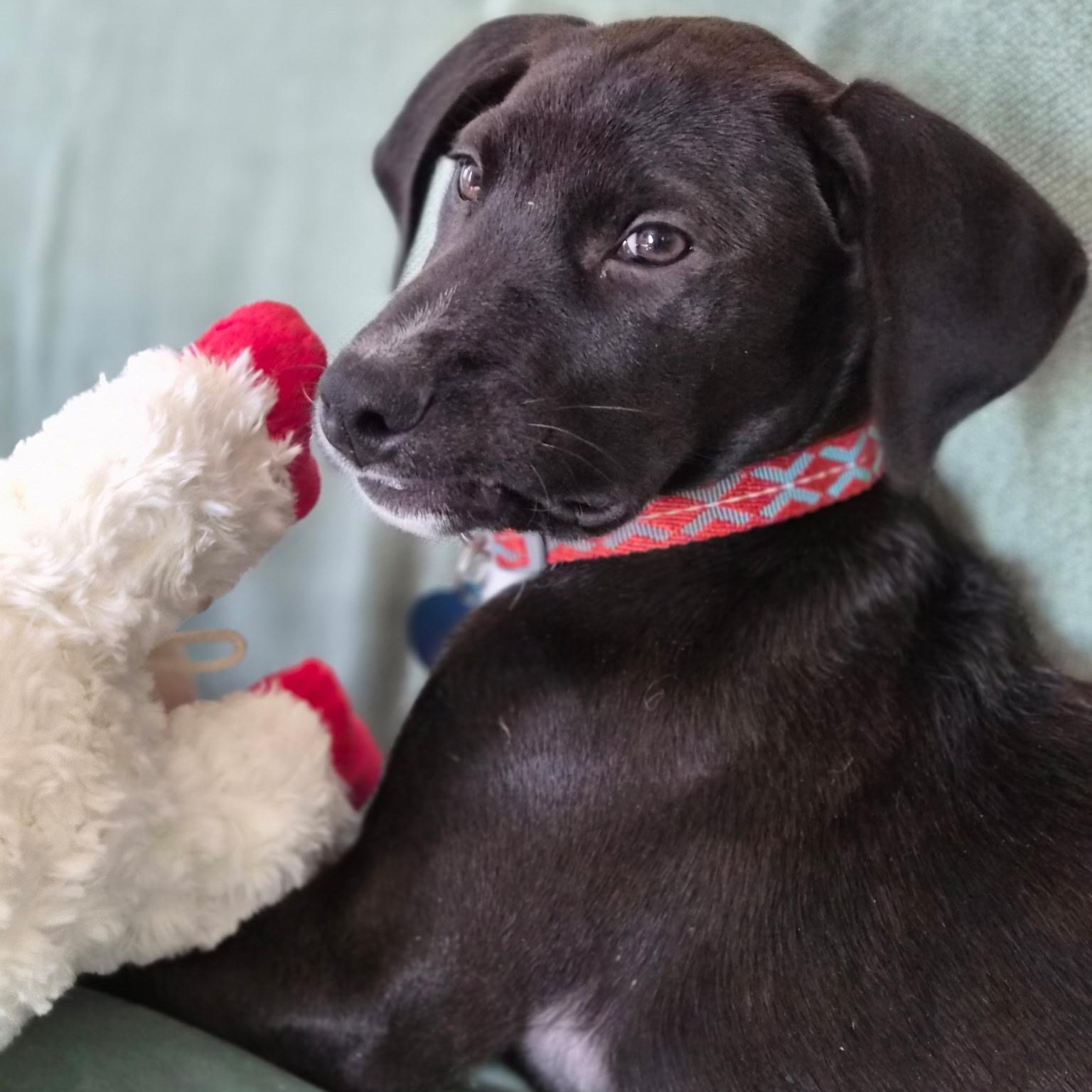 Olaf, a ADOPTABLE mixed breed in Cedarburg, WI image 3/6