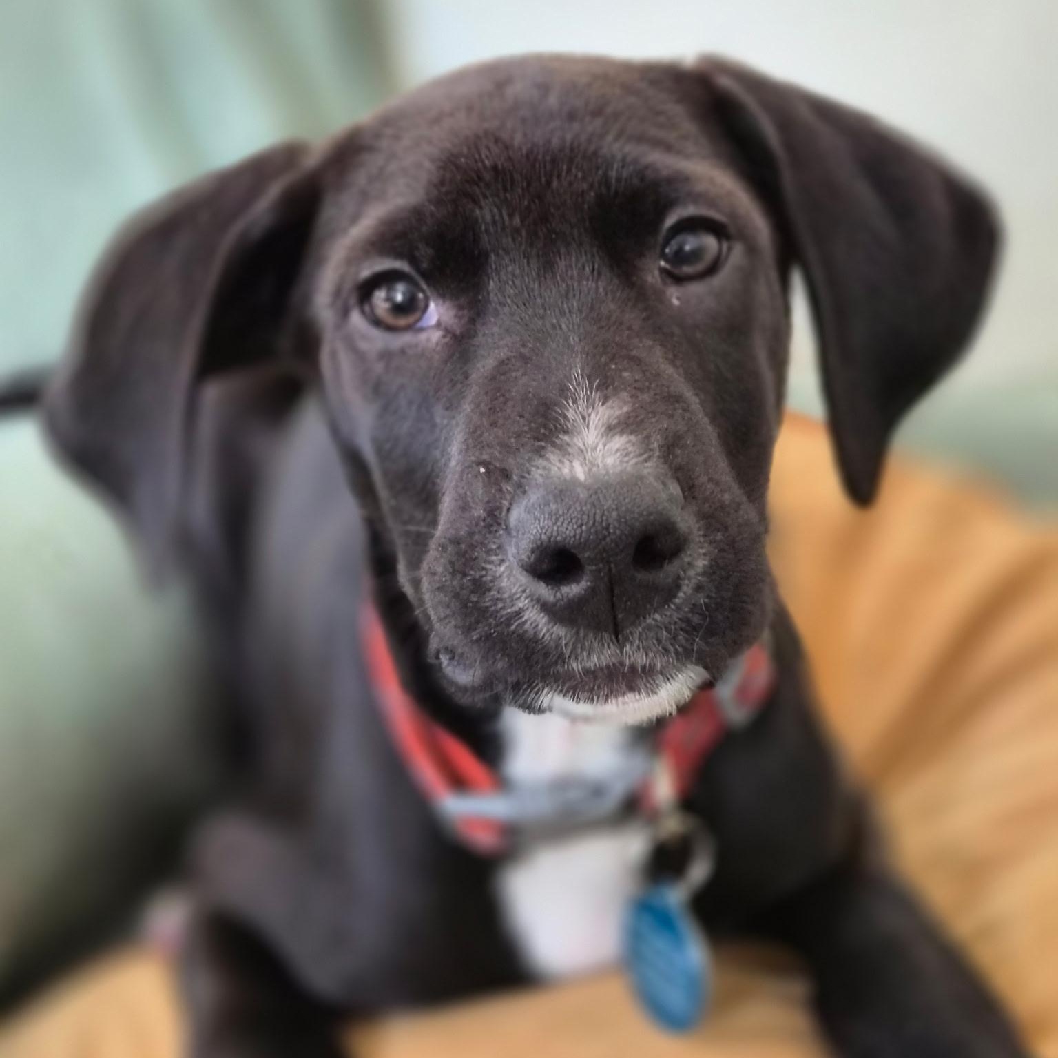 Olaf, a ADOPTABLE mixed breed in Cedarburg, WI image 4/6