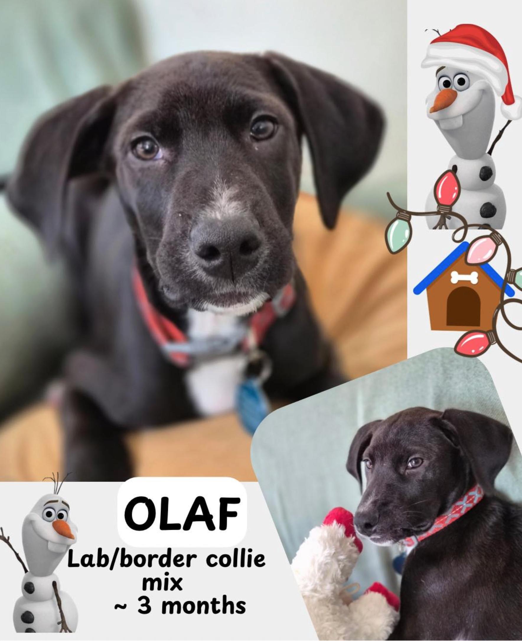 Olaf, a ADOPTABLE mixed breed in Cedarburg, WI image 5/6