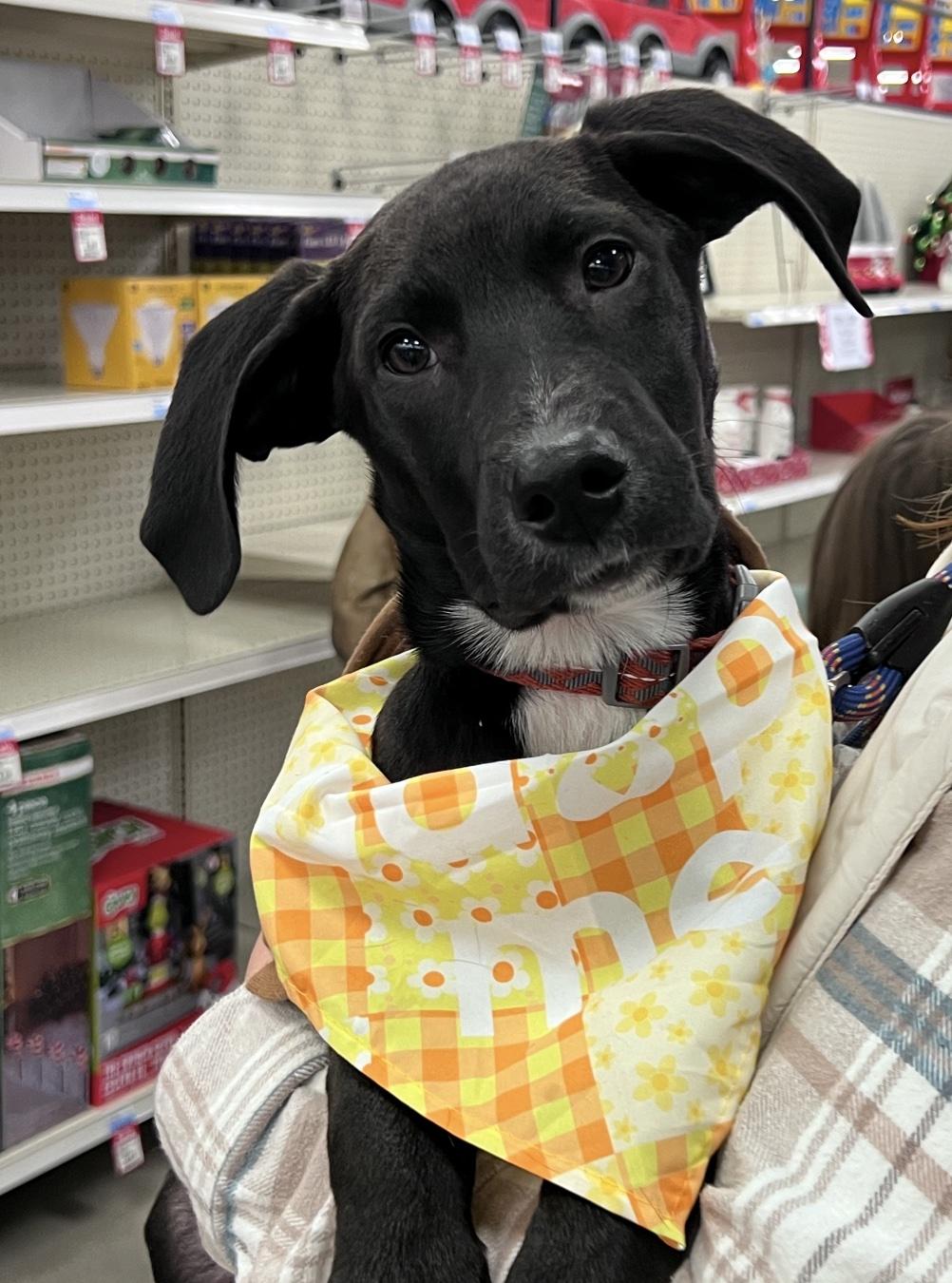 Olaf, ADOPTABLE, Puppy Male Border Collie & Labrador Retriever.