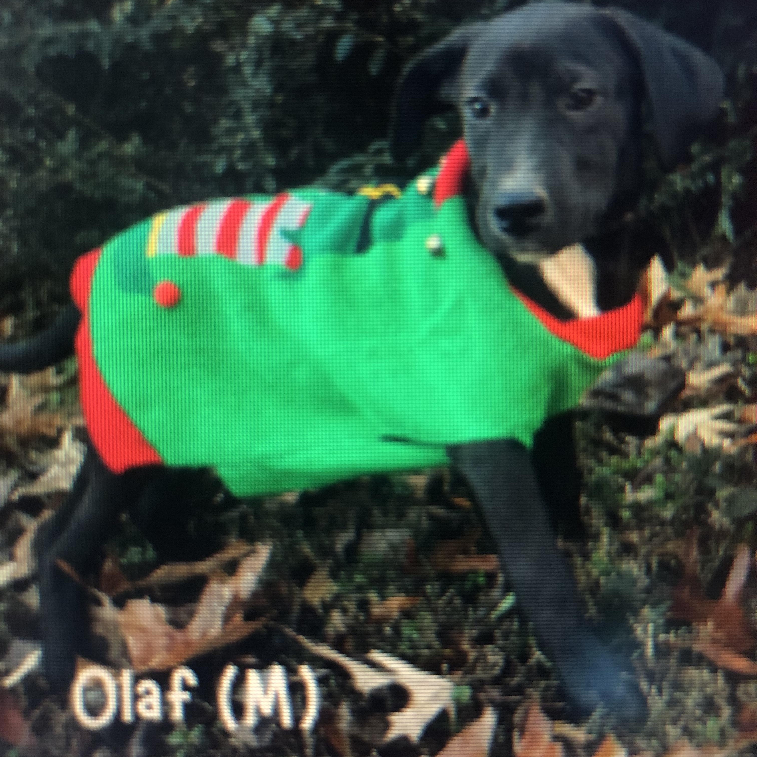 Olaf, a ADOPTABLE mixed breed in Cedarburg, WI image 6/6