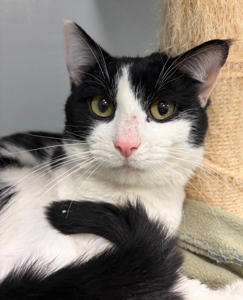 Vesper, a Adoptable mixed breed in Huntington, IN image 1/2