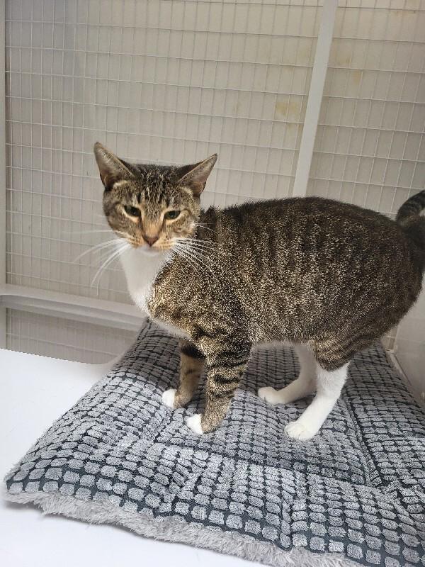 Enlarge Tangy, a Adoptable Domestic Short Hair in Diamond Springs, CA image 1/4