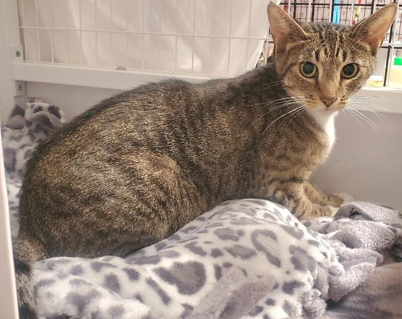 Enlarge Tangy, a Adoptable Domestic Short Hair in Diamond Springs, CA image 2/4
