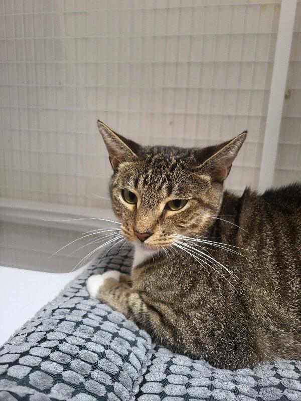 Enlarge Tangy, a Adoptable Domestic Short Hair in Diamond Springs, CA image 3/4