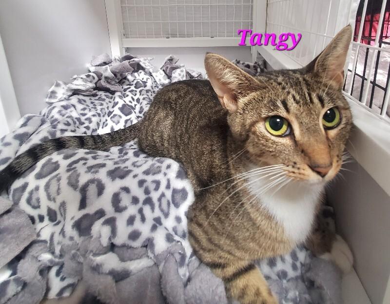 Enlarge Tangy, a Adoptable Domestic Short Hair in Diamond Springs, CA image 4/4