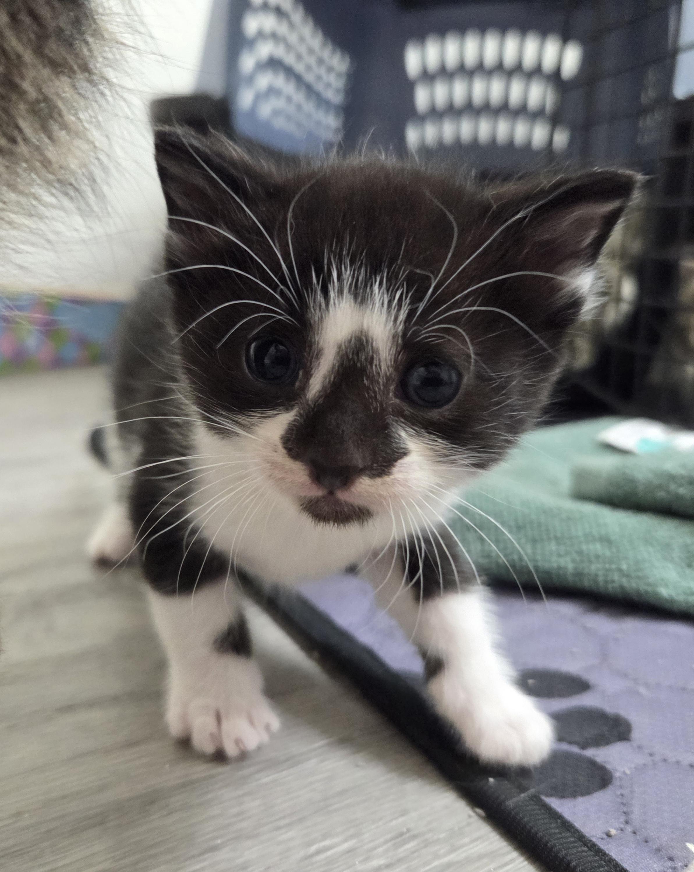 Enlarge Figaro, an adopted American Shorthair in Hillsboro, OR image 3/4