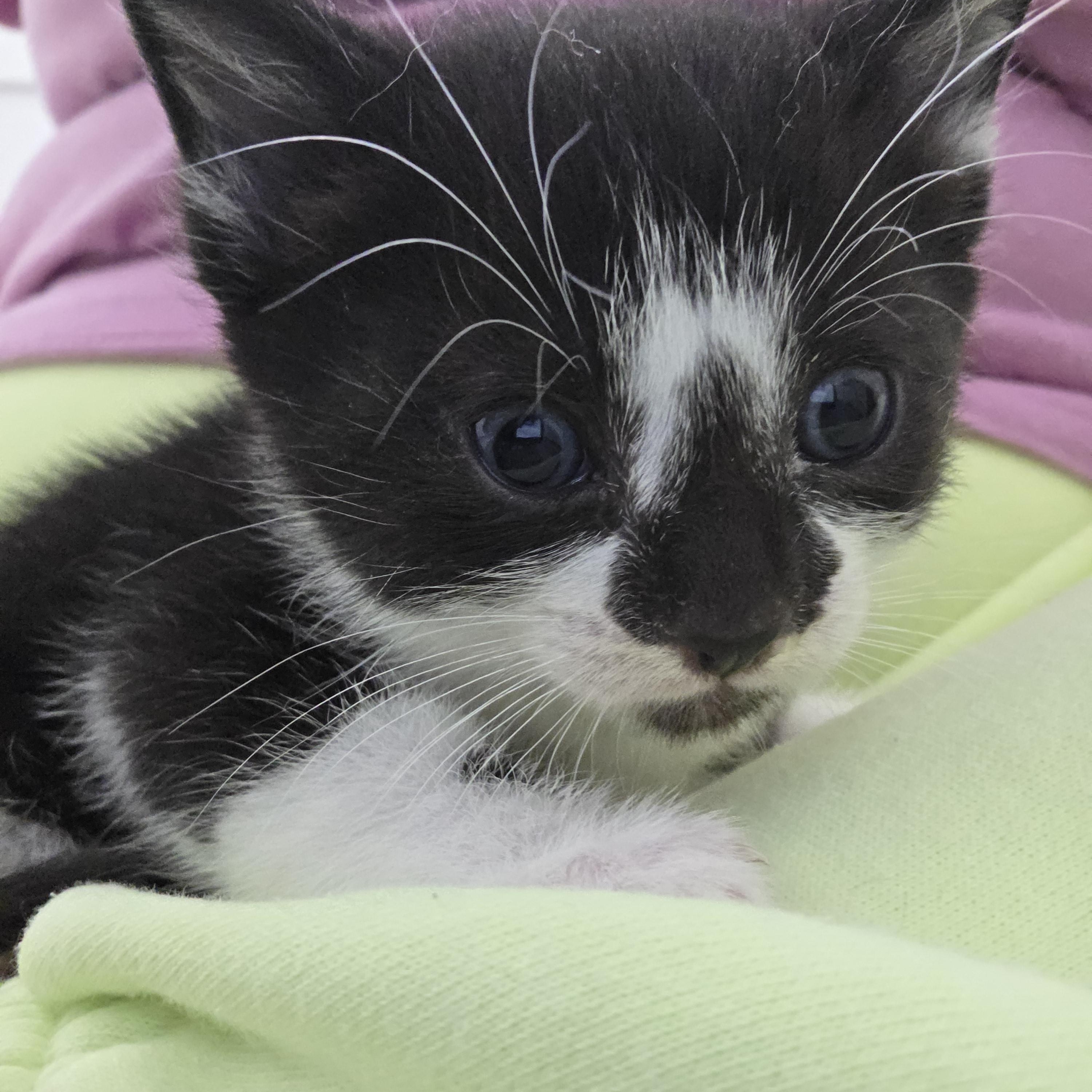Enlarge Figaro, an adopted American Shorthair in Hillsboro, OR image 4/4