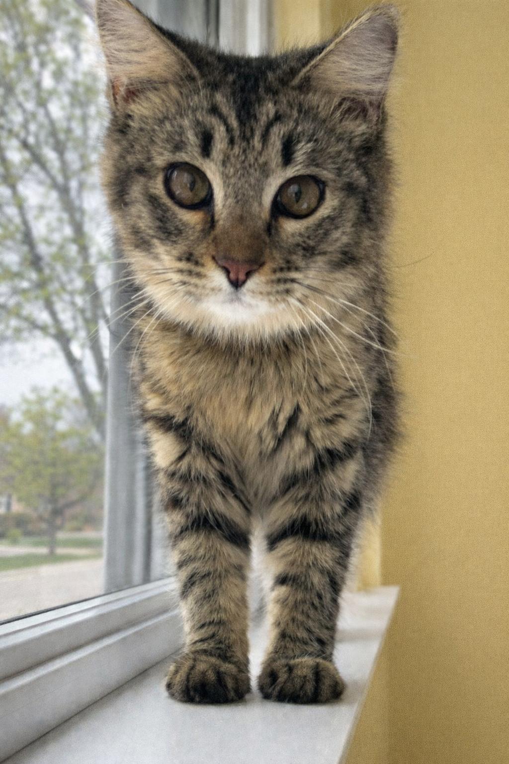 Enlarge Stanley, a Adoptable mixed breed in Sanford, NC image 2/5