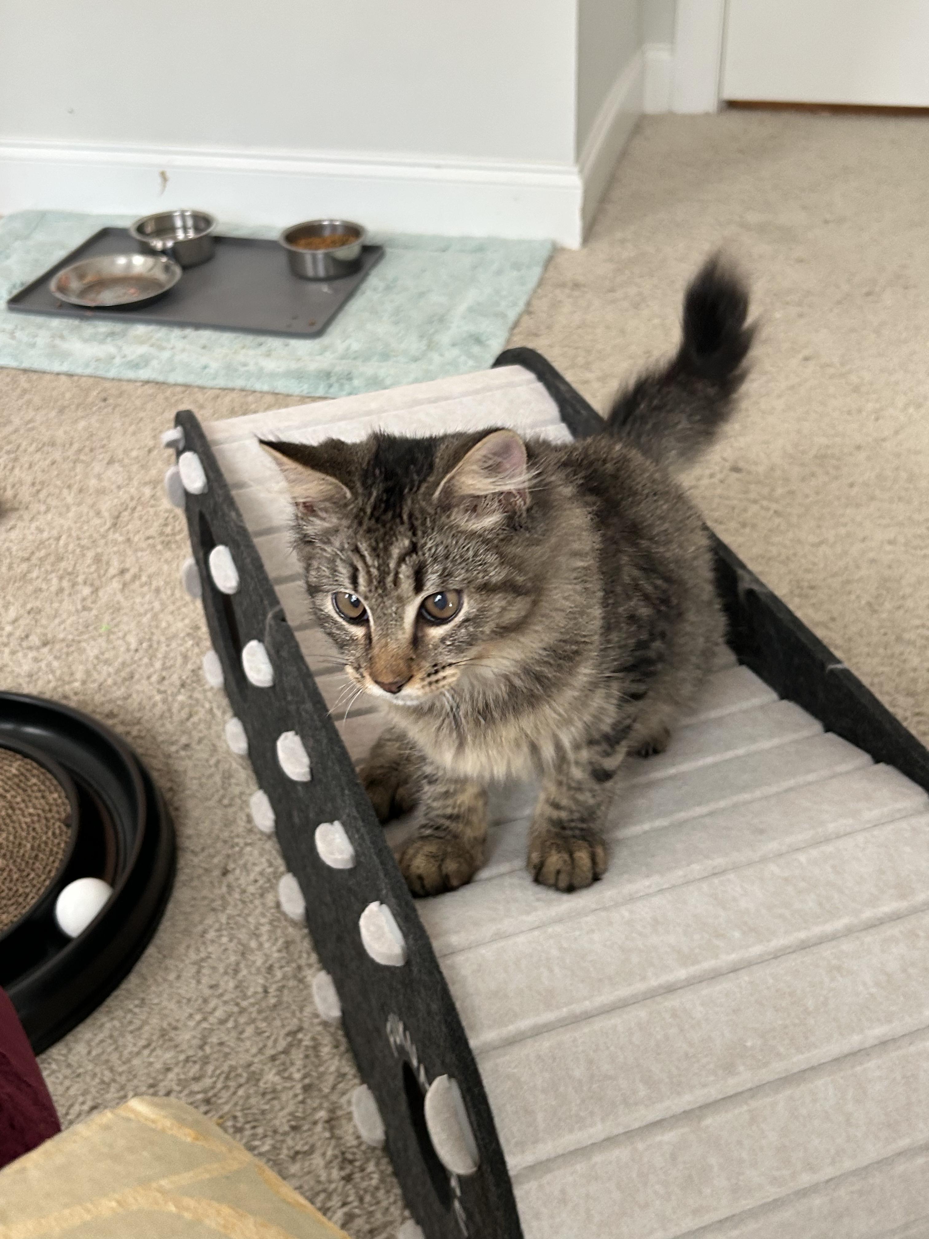 Stanley, a Adoptable mixed breed in Sanford, NC image 2/3