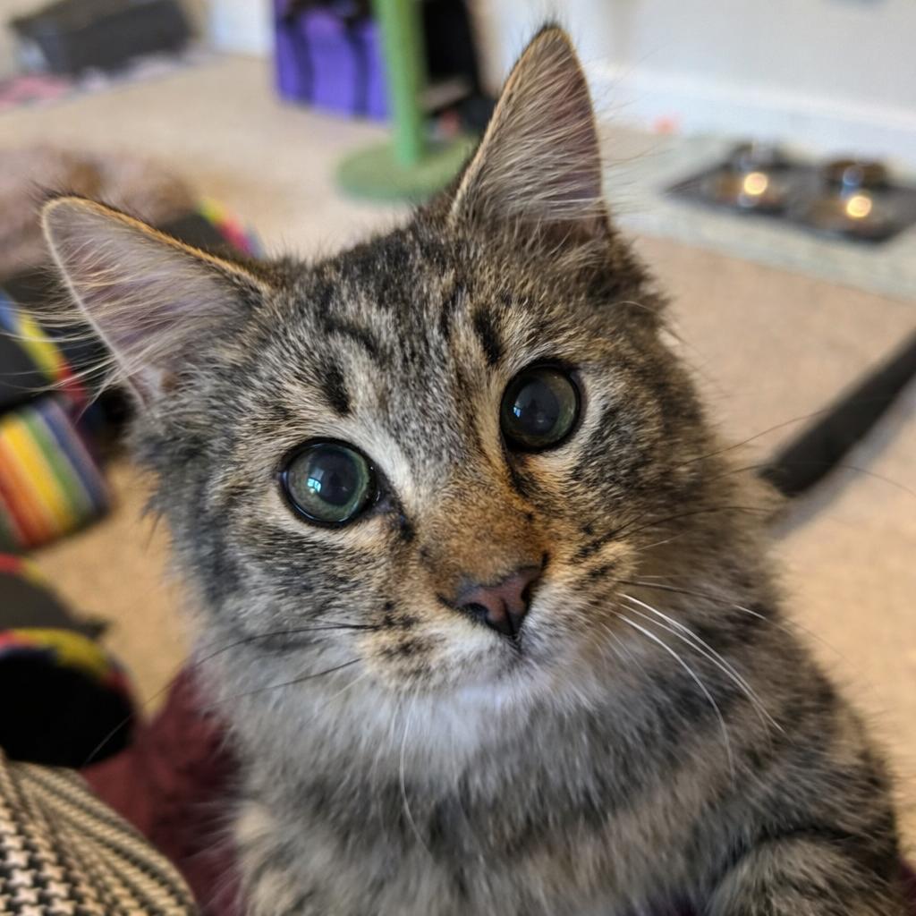 Stanley, Adoptable, Kitten Male Tabby.