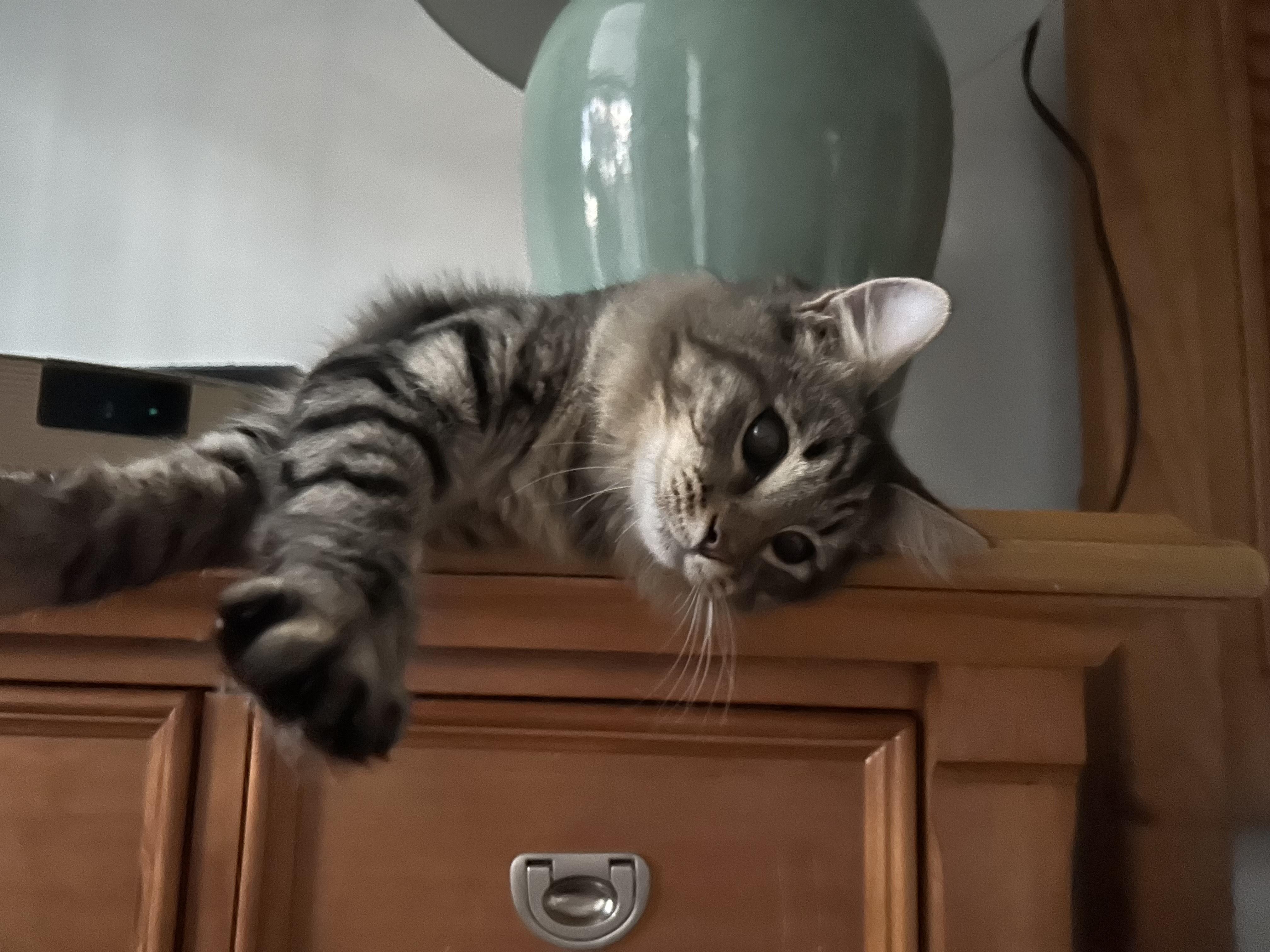 Enlarge Stanley, a Adoptable mixed breed in Sanford, NC image 4/4