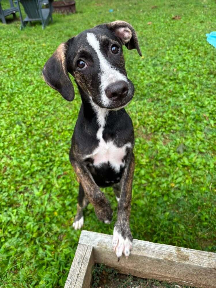 Enlarge Prissy (Boujee Babies) 082226, a Adoptable mixed breed in Kimberton, PA image 1/4
